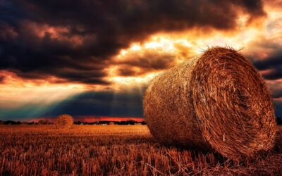 Landwirtschaftsförderung „Natura 2000-Ausgleich“