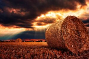 Enorme Ernteschäden in Mecklenburg-Vorpommern