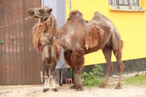 Freier Eintritt im Tiererlebnispark Müritz