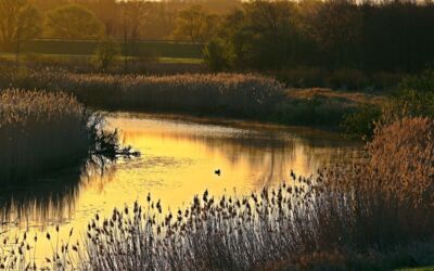 25 Jahre UNESCO Biosphären­reservat Flusslandschaft Elbe