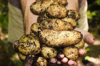 Kartoffelfest Agroneum