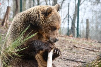 Braunbär Rocco Bärenwald Stuer