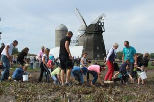 Kartoffelfest im Agroneum