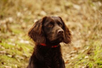 Jagdhunde ausbilden