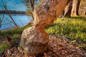 Biber in Mecklenburg-Vorpommern