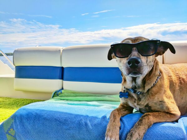 Die besten Tipps für Urlaub mit Hund