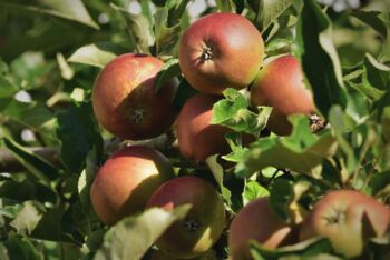 Broschüre "Zukunftsbäume für den privaten Garten"