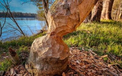 Biber in Mecklenburg-Vorpommern