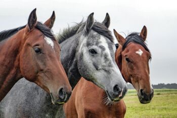 Landgestüt Redefin Reitsportanlage Ludwigslust-Parchim