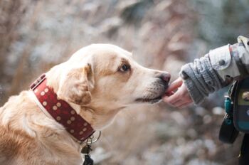 Kosten Hundesteuer