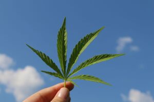 Hanfblatt in einer Hand mit blauem Himmel als Hintergrund