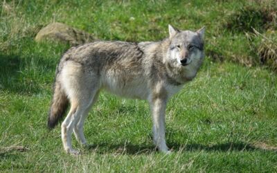 Wolf im Müritz-Nationalpark