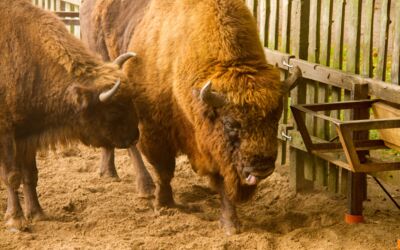 Öffnungszeiten Wisentreservat Damerow Jabel