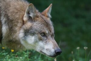 Wolf Gefahr Hybridisierung