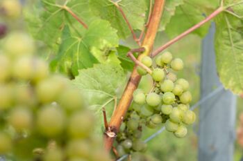 Weinanbau Fleesensee Mecklenburgische Seenplatte