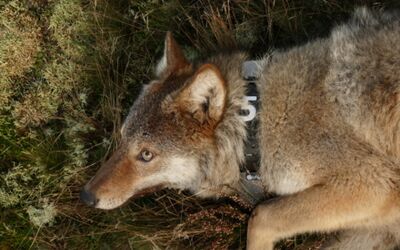 Wolf Mecklenburg-Vorpommern