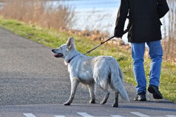 Allgemeine Hundeverein Kiebitzberg e.V.