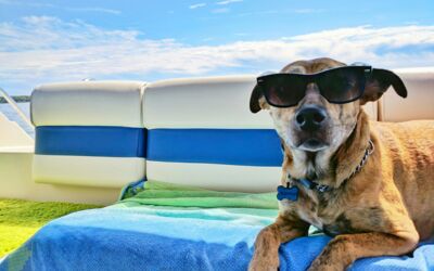 Die besten Tipps für Urlaub mit Hund