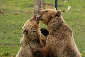 Braunbären Luna und Rocco verlieben sich