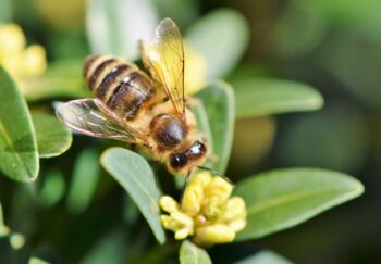 Bienenfreundliche Gemeinde