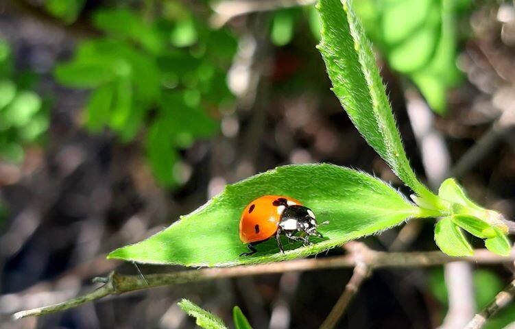 Naturfoto Marienkäfer