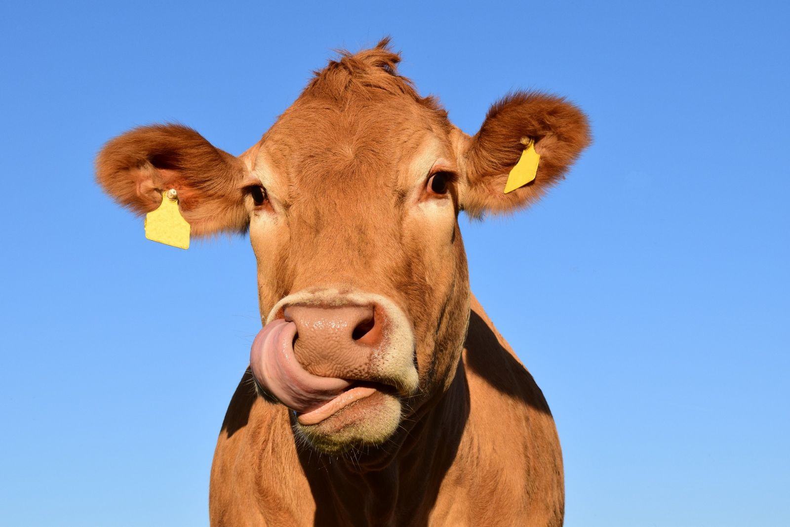 Landwirtschaftsausstellung Mecklenburg