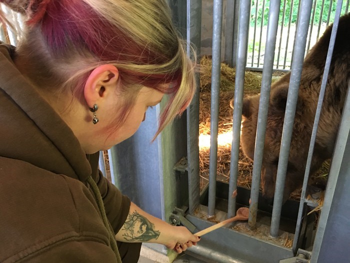 Tierarzt Marc Gölkel versorgt Braunbären Clara