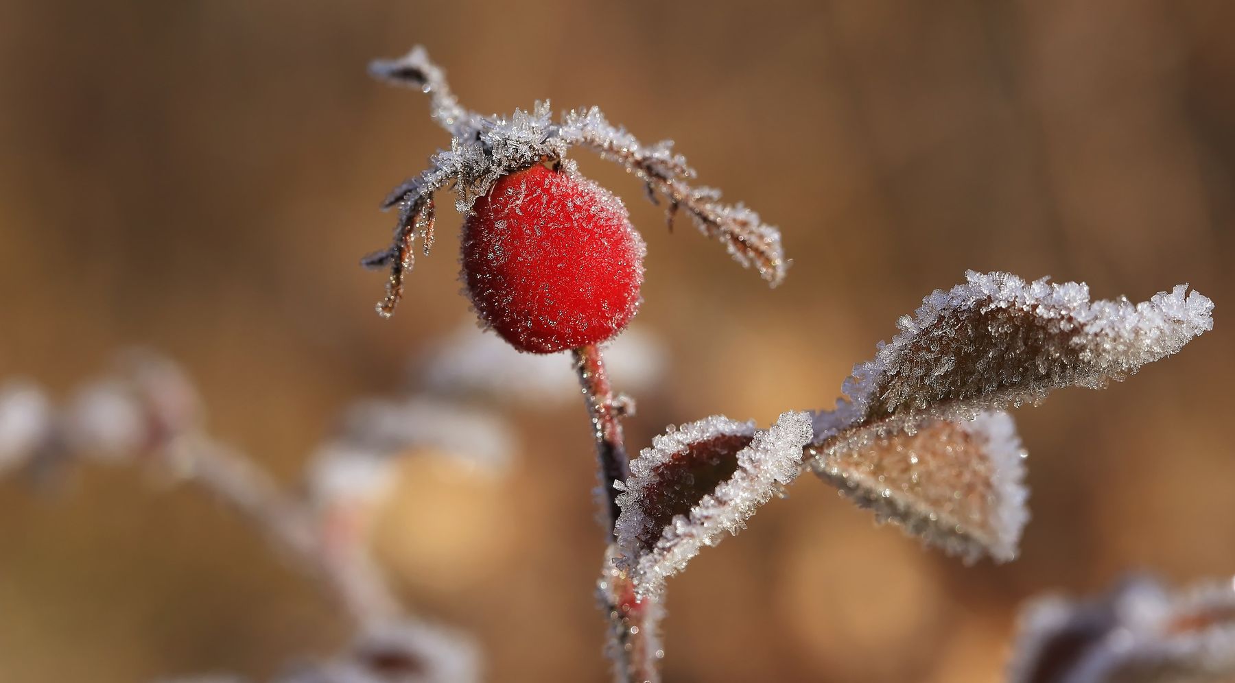 Winter Müritz-Nationalpark