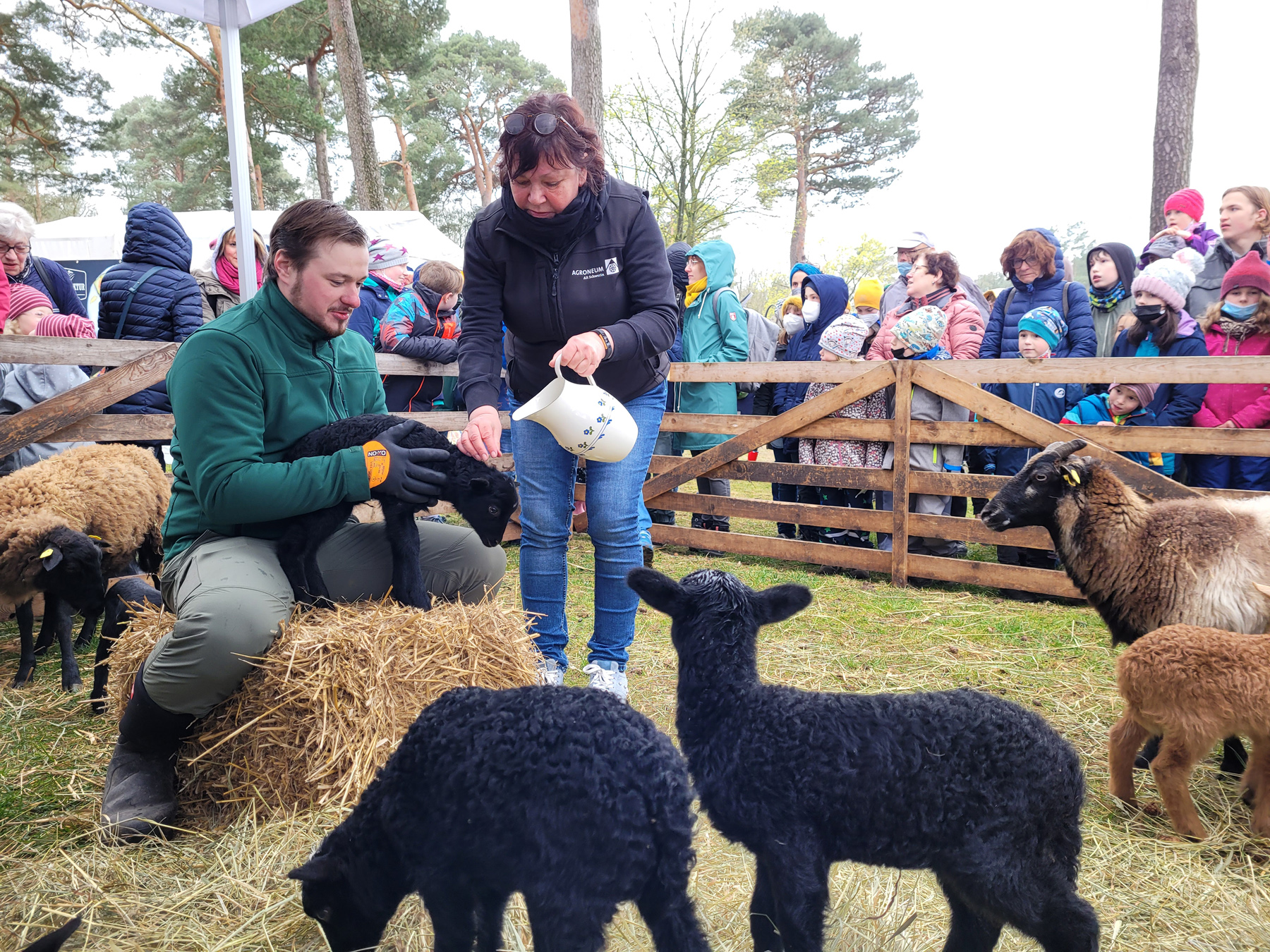 Lämmertaufe zu Ostern Brauch in Mecklenburg