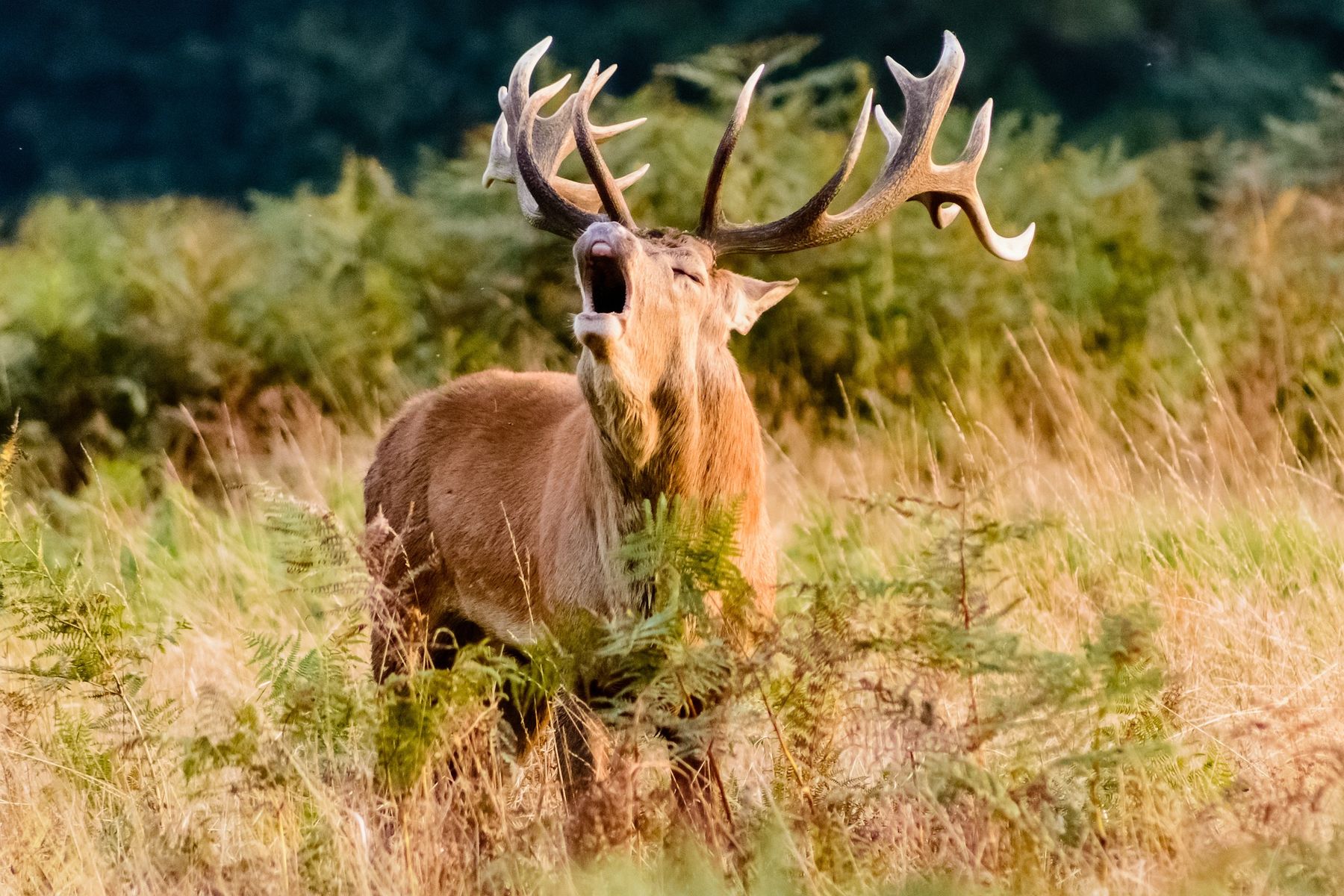 Neubrandenburger Jagdhornbläser „Waidmannsheil“