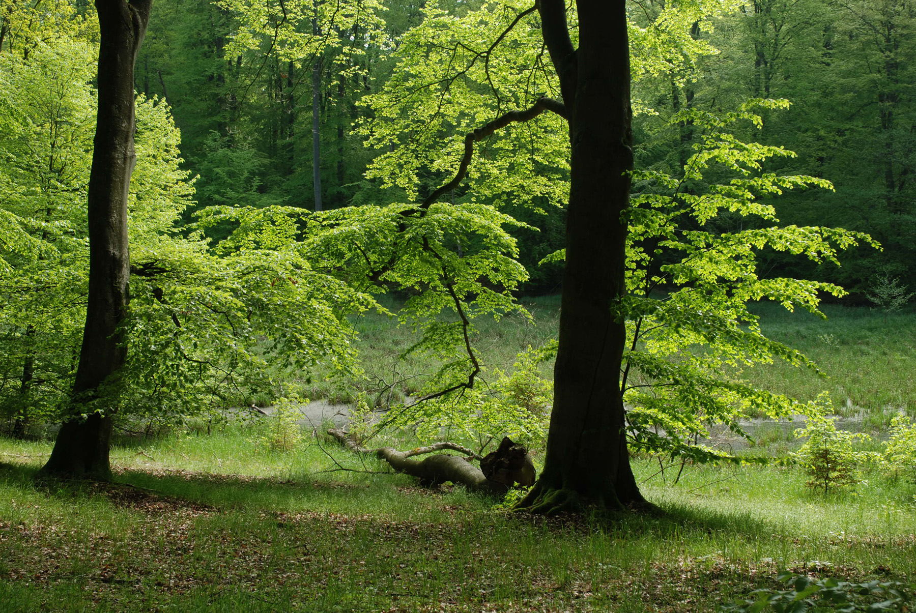 Müritz-Nationalpark Veranstaltungen