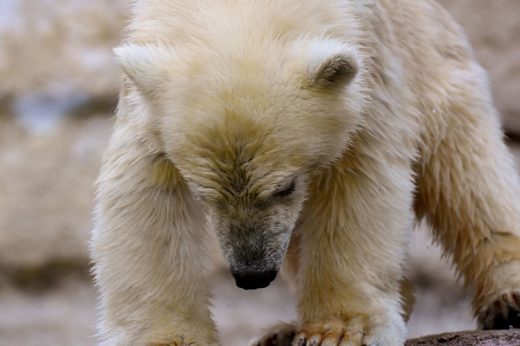 Eisbärenpate Zoo Rostock