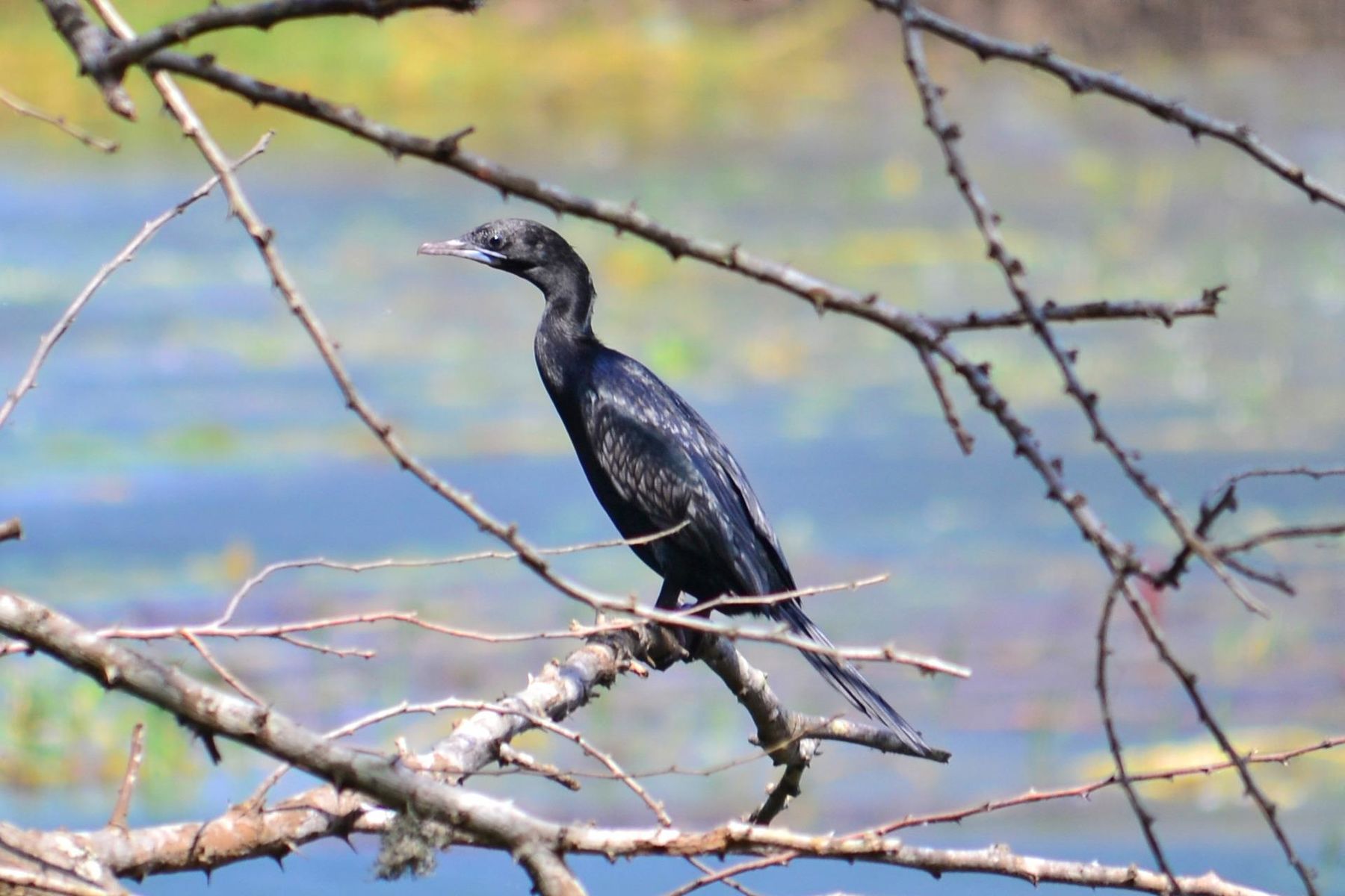 Kormorane Mecklenburg