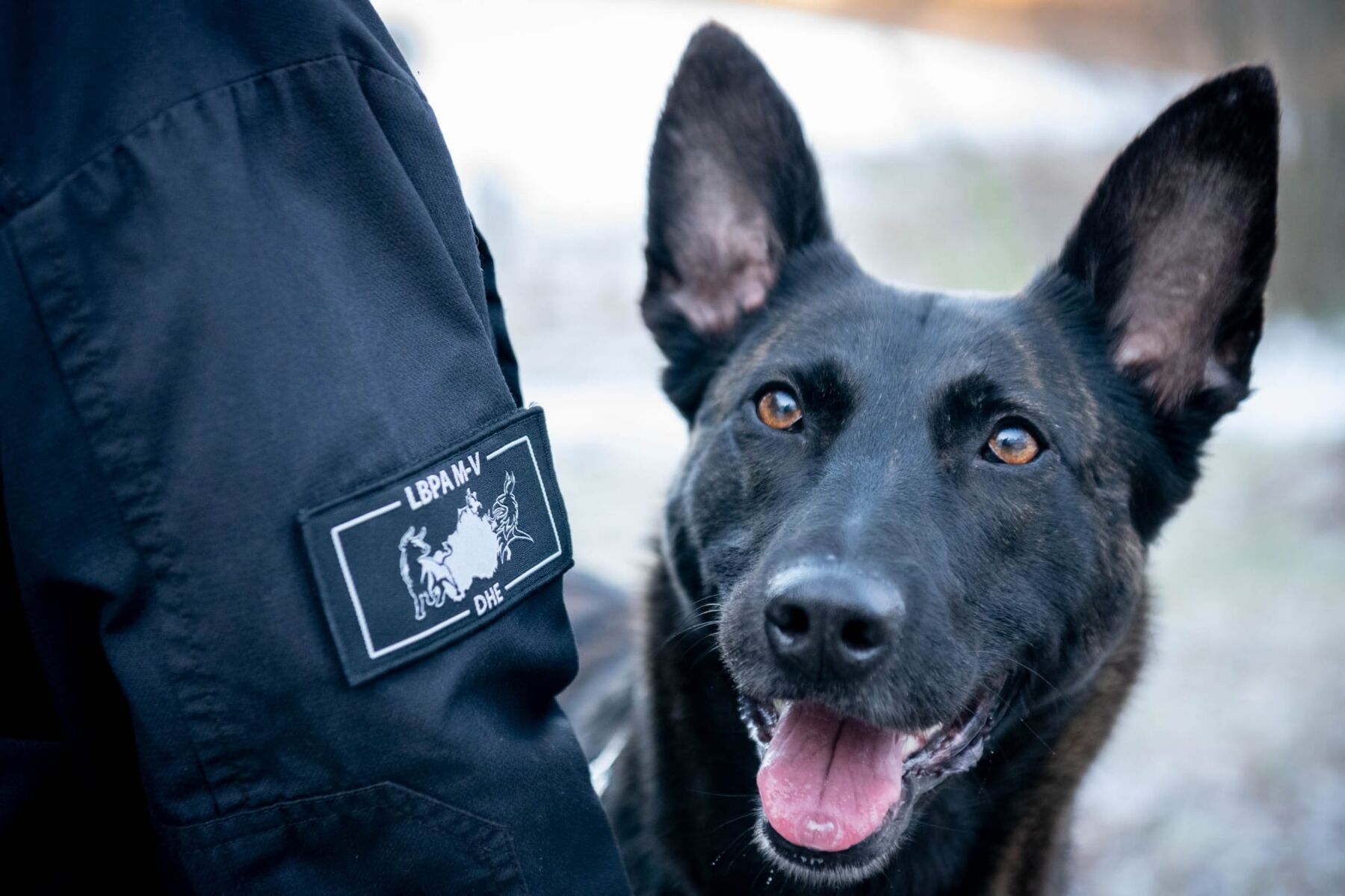 Polizeihund Mecklenburg Drogenspürhund